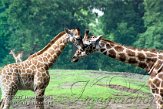 ND01D072757 Rothschildgiraffe / Giraffa camelopardalis rothschildi
