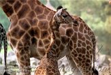 ND01D072760 Rothschildgiraffe / Giraffa camelopardalis rothschildi