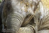 ND01D072770 Aziatische olifant / Elephas maximus