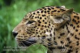ND02D072812 Sri Lanka panter/ Panthera pardus kotiya