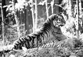 OD04M030470 Siberische tijger / Panthera tigris altaica