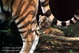 OD02E062480 Siberische tijger / Panthera tigris altaica