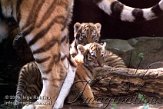 OD02E062482 Siberische tijger / Panthera tigris altaica
