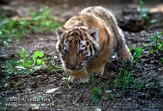 OD02E062485 Siberische tijger / Panthera tigris altaica