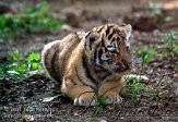 OD02E062487 Siberische tijger / Panthera tigris altaica