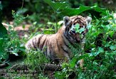 OD02E062492 Siberische tijger / Panthera tigris altaica