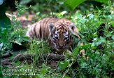 OD02E062493 Siberische tijger / Panthera tigris altaica