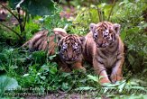 OD02E062500 Siberische tijger / Panthera tigris altaica