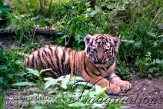 OD03E062504 Siberische tijger / Panthera tigris altaica