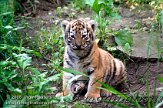 OD03E062507 Siberische tijger / Panthera tigris altaica