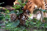 OD03E062513 Siberische tijger / Panthera tigris altaica