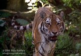 OD03E062518 Siberische tijger / Panthera tigris altaica