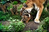 OD03E062520 Siberische tijger / Panthera tigris altaica