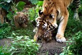 OD03E062521 Siberische tijger / Panthera tigris altaica