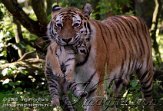 OD03E062523 Siberische tijger / Panthera tigris altaica