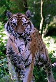 OD03E062524 Siberische tijger / Panthera tigris altaica