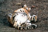 OD01K070260 Siberische tijger / Panthera tigris altaica