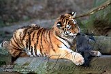 OD01K070267 Siberische tijger / Panthera tigris altaica