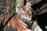OD03K070360 Siberische tijger / Panthera tigris altaica
