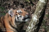 OD04K070416 Siberische tijger / Panthera tigris altaica