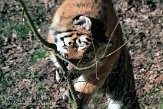 OD04K070420 Siberische tijger / Panthera tigris altaica