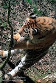 OD04K070422 Siberische tijger / Panthera tigris altaica
