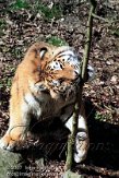 OD04K070425 Siberische tijger / Panthera tigris altaica