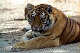 OD08K070933 Siberische tijger / Panthera tigris altaica