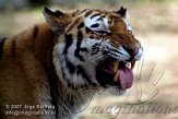 OD08K070941 Siberische tijger / Panthera tigris altaica