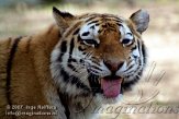 OD08K070946 Siberische tijger / Panthera tigris altaica