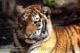 OD08K070957 Siberische tijger / Panthera tigris altaica