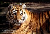 OD08K070960 Siberische tijger / Panthera tigris altaica