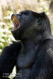 AZS01086422 westelijke laaglandgorilla / Gorilla gorilla gorilla