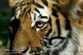 AZS01086571 Siberische tijger / Panthera tigris altaica
