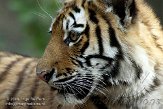 AZS01086579 Siberische tijger / Panthera tigris altaica