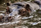 BZA01126209 nijlpaard / Hippopotamus amphibius
