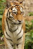 BZA01126277 Siberische tijger / Panthera tigris altaica