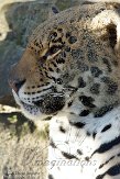 BZA01140129 jaguar / Panthera onca
