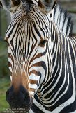 BZA01140189 Hartmanns bergzebra / Equus zebra hartmannae