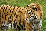 BBP01092467 tijger / Panthera tigris