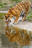 BBP01092473 tijger / Panthera tigris