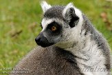 BBP01092519 ringstaartmaki / Lemur catta