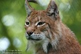 BPB01135362 Euraziatische lynx / Lynx lynx