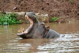BMS01134542 nijlpaard / Hippopotamus amphibius