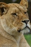 BOZ01122555 Afrikaanse leeuw / Panthera leo