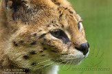 BOZ01140959 serval / Leptailurus serval