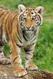 BOZ01141049 tijger / Panthera tigris