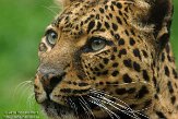 BOZ01141073 panter / Panthera pardus