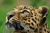 BOZ01141076 panter / Panthera pardus