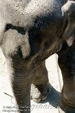 BPP01092343 Aziatische olifant / Elephas maximus